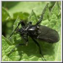 Bibio marci - Maerzfliege w02.jpg